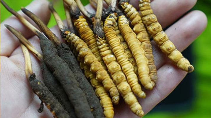 鮮冬蟲(chóng)夏草如何打粉末保存？實(shí)用指南來(lái)了