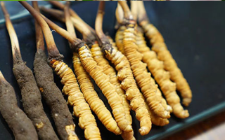 鮮冬蟲夏草什么季節(jié)最好？滋補(bǔ)時(shí)機(jī)大揭秘