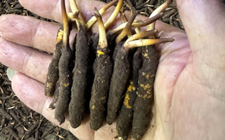 3000 條蟲草一克是幾只？深入解析蟲草規(guī)格與重量關(guān)系? ? ? ?