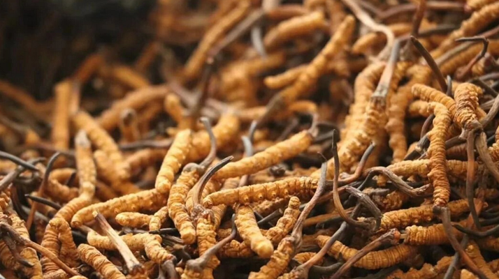 正宗冬蟲夏草一斤多少錢？價(jià)格背后的市場(chǎng)真相與選購指南?