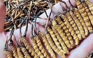 冬蟲(chóng)夏草怎么吃？最全食用指南與科學(xué)建議?