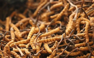 正宗冬蟲夏草一斤多少錢？價(jià)格背后的市場(chǎng)真相與選購指南?