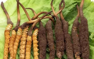 吃新鮮冬蟲夏草后拉肚子？原因與應(yīng)對(duì)方法解析