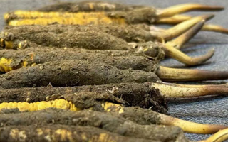 新鮮冬蟲夏草可以泡水喝嗎？正確方法與功效解析