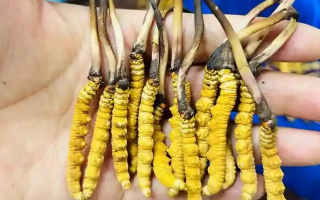 冰鮮冬蟲夏草能吃嗎？科學解讀與食用指南
