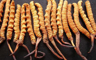 冬蟲夏草是什么味道？解析天然珍品的味覺密碼