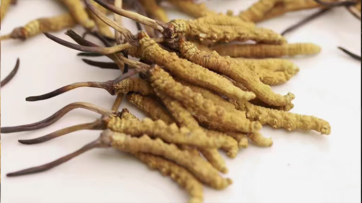 賣冬蟲夏草的地方哪里有？全面解析購(gòu)買渠道與選購(gòu)策略