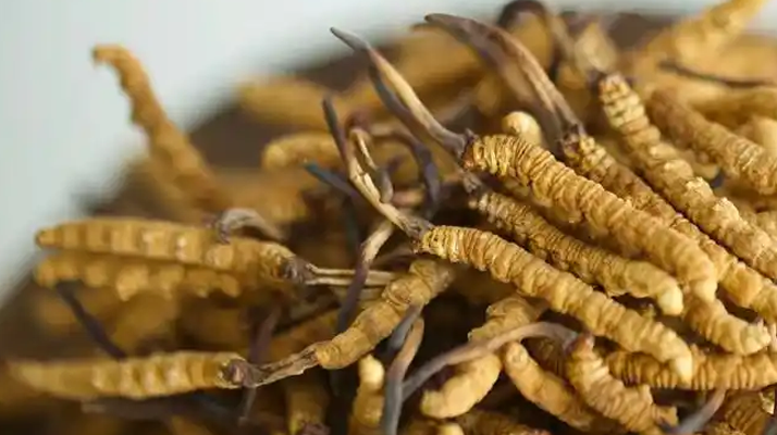 正宗冬蟲(chóng)夏草頭期干草：高原珍品的品質(zhì)之選