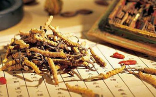 老人可以喝冬蟲夏草湯嗎？科學(xué)分析與飲用指南
