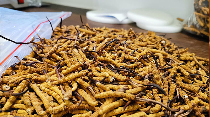 冬蟲夏草：泡水喝還是煮一下？兩種食用方式的全面對比