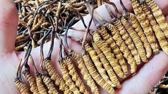 冬蟲夏草一克多少錢？多因素影響下的價格剖析